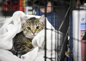 Paul McCatney and friends find families at Homeward Bound adoption event